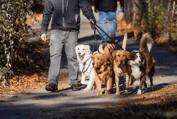 homem passeando com cães para representar como ganhar dinheiro sem ter emprego